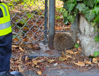 Igel steckt in Zaun fest